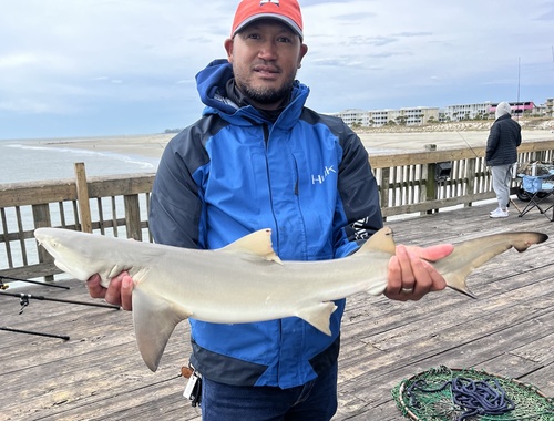 Lemon shark (Negaprion brevirostris) — Carcharhinidae — 3