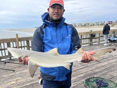 Negaprion brevirostris