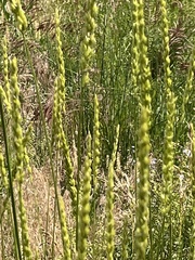 Leymus cinereus