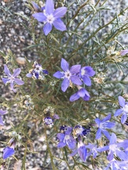 Eriastrum densifolium