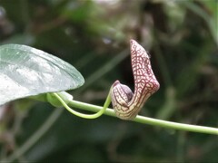 Aristolochia triangularis