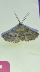 Mallomus penai