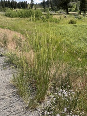 Leymus cinereus
