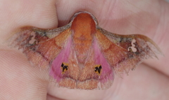 Holocerina agomensis