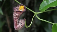 Aristolochia triangularis