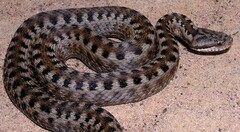 Vipera aspis zinnikeri