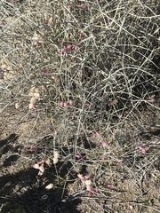 Scutellaria mexicana