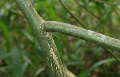 Passiflora edulis flavicarpa