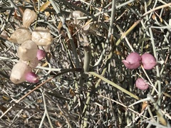 Scutellaria mexicana