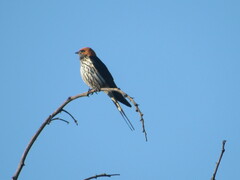 Cecropis abyssinica