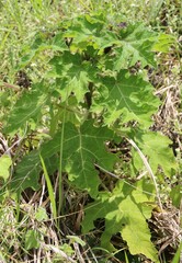 Solanum aculeatissimum