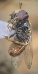 Paragus