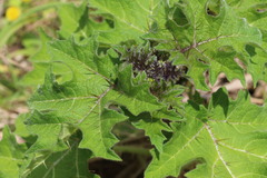 Solanum aculeatissimum