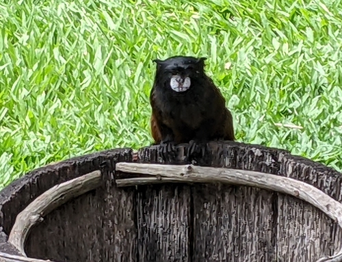 Andean Saddle-back Tamarin