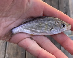 Cymatogaster aggregata