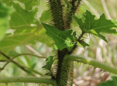 Solanum aculeatissimum