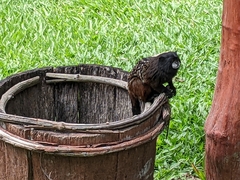Saguinus fuscicollis