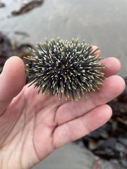 Evechinus chloroticus