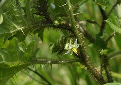 Solanum aculeatissimum