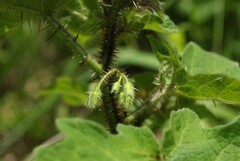 Solanum aculeatissimum