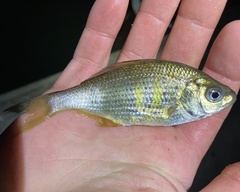 Cymatogaster aggregata