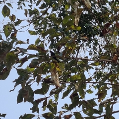 Dicrurus macrocercus