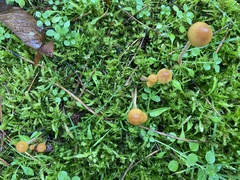 Galerina