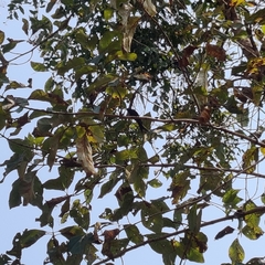 Dicrurus macrocercus