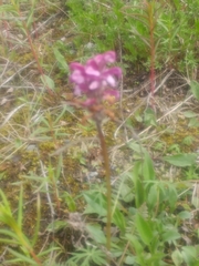 Papilio machaon aliaska