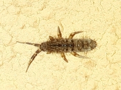 Orchesella