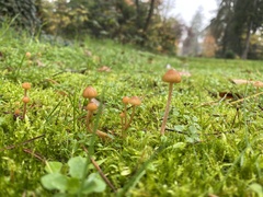 Galerina