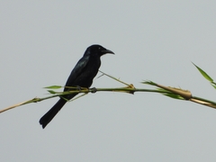 Dicrurus hottentottus