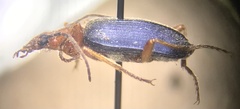 Brachinus
