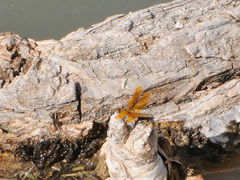 Perithemis intensa