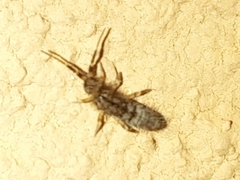 Orchesella