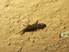 Orchesella