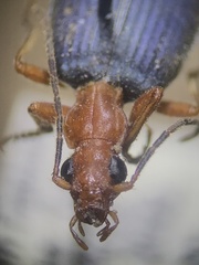 Brachinus