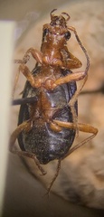 Brachinus