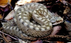 Vipera aspis zinnikeri