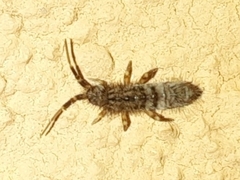 Orchesella