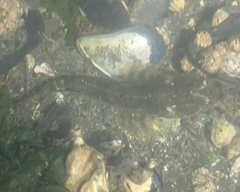 Leptocottus armatus