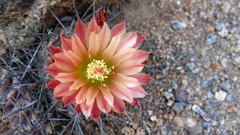 Eriosyce heinrichiana