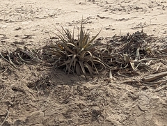 Tillandsia latifolia