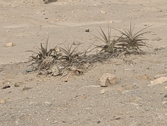 Tillandsia latifolia