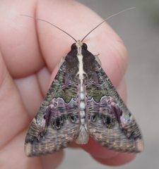 Sphingomorpha chlorea