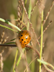 Chelymorpha phytophagica