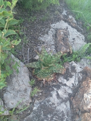 Aloe greatheadii davyana