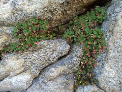 Heuchera hirsutissima
