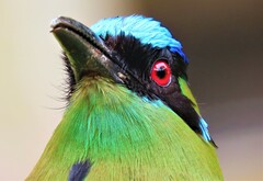 Momotus aequatorialis