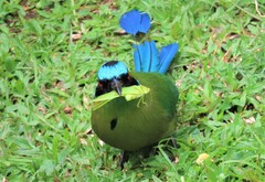 Momotus aequatorialis